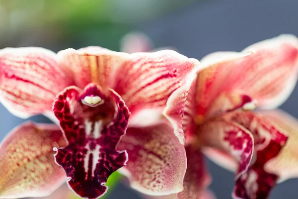 Flor Orquídea Jardim Selrcted Para Decoração Beleza — Fotografia de Stock