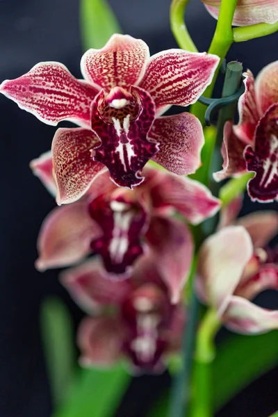 Flor Orquídea Jardim Selrcted Para Decoração Beleza — Fotografia de Stock