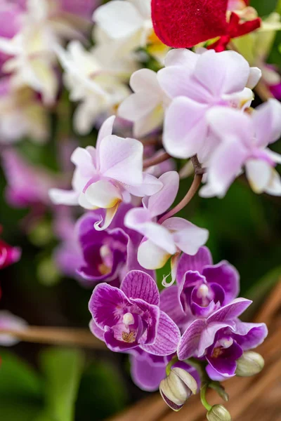 Flor Orquídea Jardim Selrcted Para Decoração Beleza — Fotografia de Stock