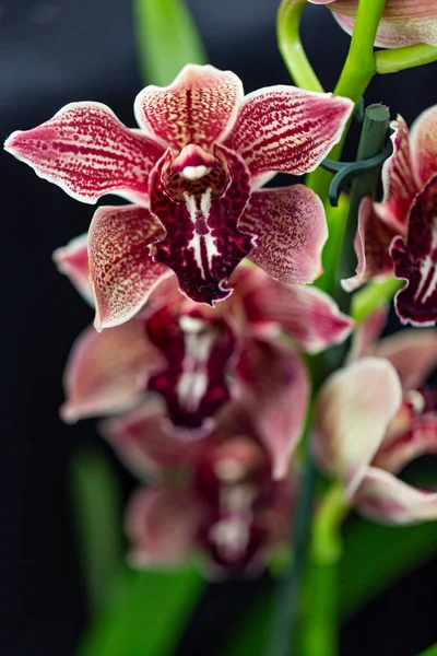 Flor Orquídea Jardim Selrcted Para Decoração Beleza — Fotografia de Stock