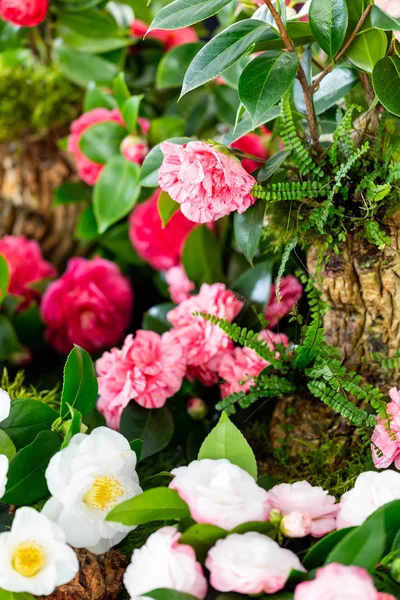 Selrcted garden camellia flower in decor and beauty