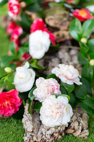 Selrcted Garden Camellia Flower Decor Beauty — Stock Photo, Image