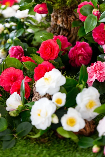Selrcted garden camellia flower in decor and beauty