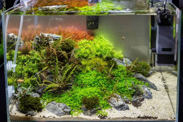 Small aquarium for inerior decoration with plants