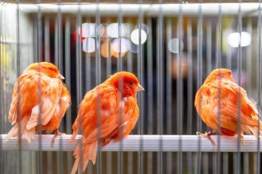 Kafesteki küçük renkli kuşlar.