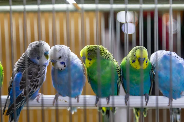 Pequeñas Aves Decoración Colores Jaula —  Fotos de Stock