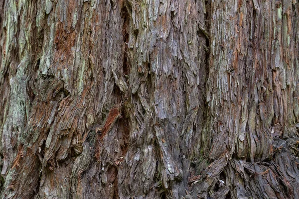 Astratto sfondo in legno dalla corteccia di legno marrone — Foto Stock