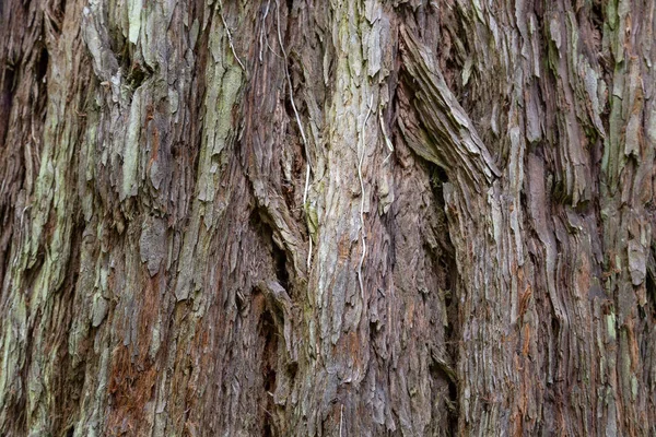 Abstracte houten achtergrond van hout bruin schors — Stockfoto