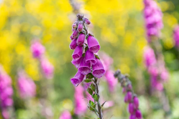 Primer plano flores moradas de digitalis en domingo . — Foto de Stock