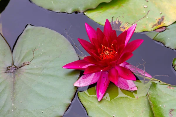 red water lilly with leafs in small pond