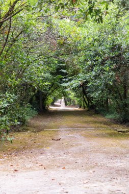 Parktaki toprak yolu. Bulutlu bir gün