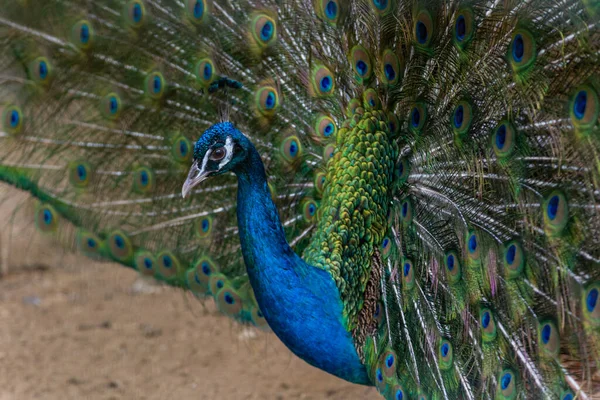 Bellissimo Pavone Maschio Peluche Una Colorata Coda Multicolore — Foto Stock