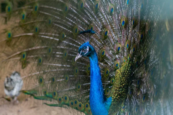 Beautiful Male Peacock Fluffed Colorful Multicolored Tail — Stock Photo, Image