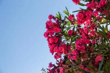 Mavi gökyüzüne karşı kırmızı rhododendron Azalea çiçekleri. Alt görünüm.