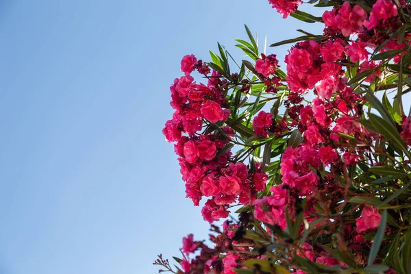 Mavi Gökyüzüne Karşı Kırmızı Rhododendron Azalea Çiçekleri Alt Görünüm — Stok fotoğraf