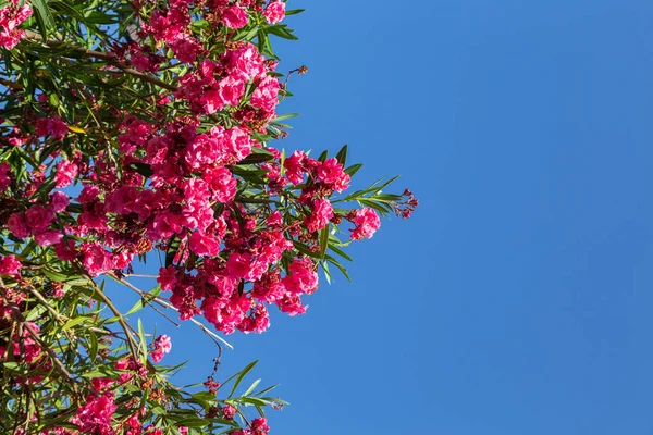 Flori Roșii Rododendron Azalea Cerul Albastru Vedere Jos — Fotografie, imagine de stoc