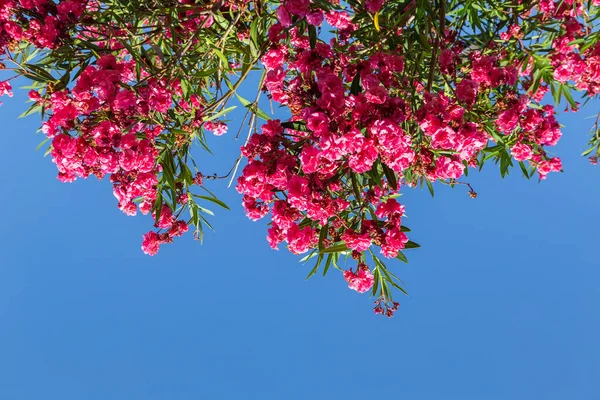 青い空に対してシャクナゲツツジの赤い花 下の図 ロイヤリティフリーのストック画像
