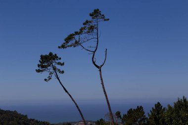 Mavi alacakaranlıkta gökyüzüne karşı ayrı bir ağaç. Akşam manzarası.