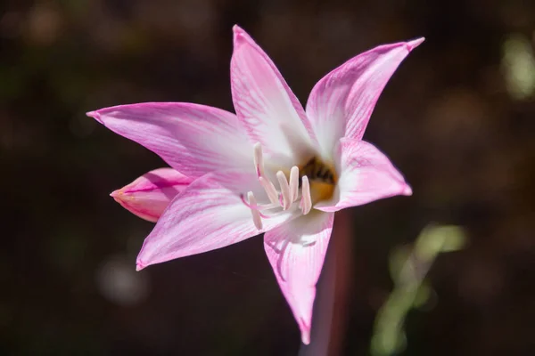 Бджола Збирає Нектар Пурпуровій Білій Квітці Лілі — стокове фото