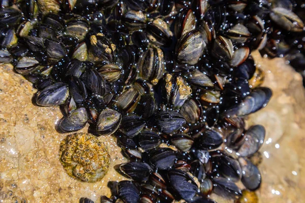 Eine Kolonie Kleiner Lebender Muscheln Auf Felsen Auf Dem Ozean — Stockfoto