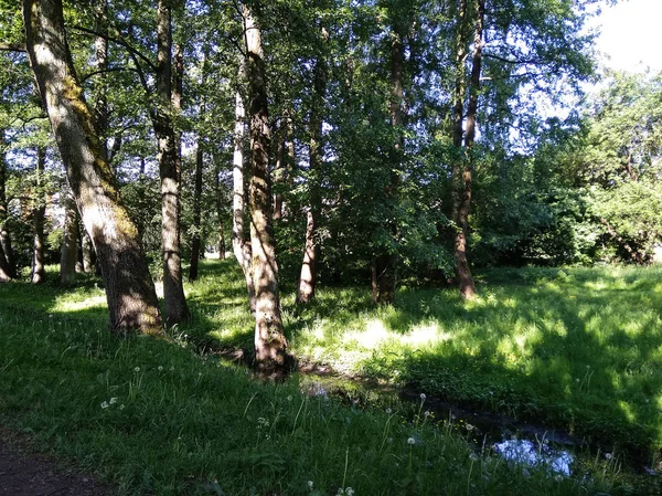 Vloeiende Stroom Een Klein Bosje Zonnige Zomer Mornin — Stockfoto