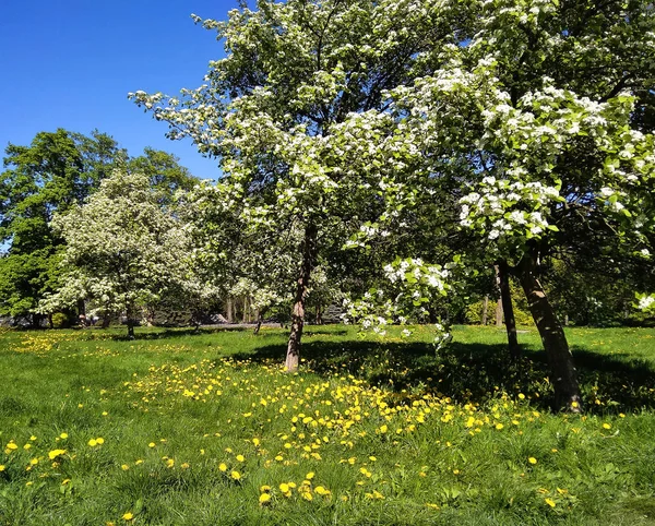 Blommande Äppelträd Stadsparken Solig Vårdag — Stockfoto