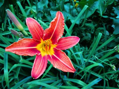 parlak kırmızı lily gün güneşli yaz gün güneşli yaz bahçede