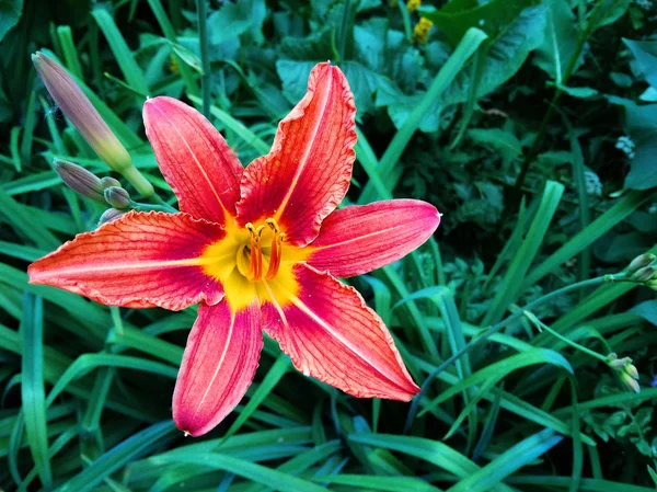 parlak kırmızı lily gün güneşli yaz gün güneşli yaz bahçede