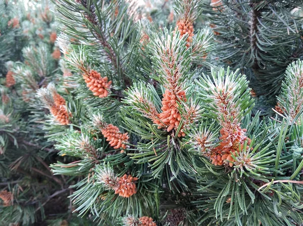 Pine Branch Cone Sunny Summer Day Closeup — Stock Photo, Image