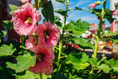 üç parlak kırmızı mallows gün güneşli yaz bahçede