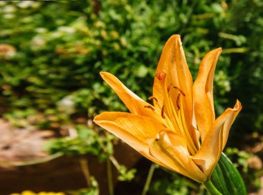 sarı turuncu lily çiçek Bahçe güneşli yaz gün portre üzerinde kafasından