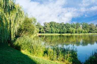 ağlayan willows yaz gün batımında göl yakınındaki