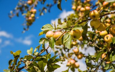elma ağacı dalı güneşli yaz gün portre üzerinde meyve ile