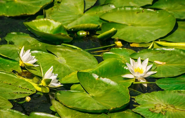 日当たりの良い夏の日の公園の池に睡蓮を明るい — ストック写真