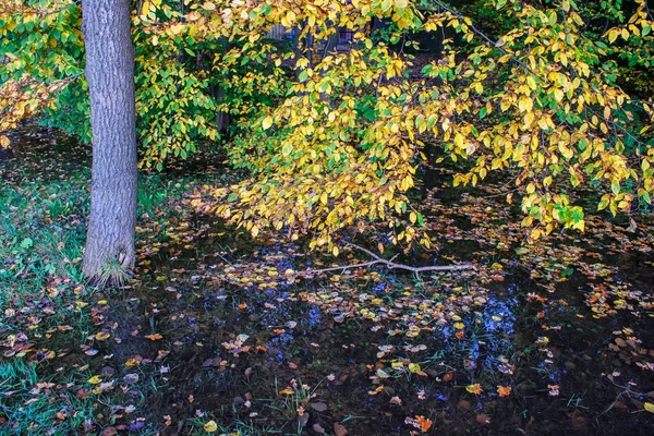 Les Velkou Louži Jasný Slunečný Podzimní Den — Stock fotografie