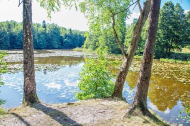 sıcak yaz gününde ormandaki göl