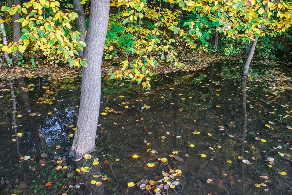 有大水坑的森林 阳光明媚的秋日 — 图库照片