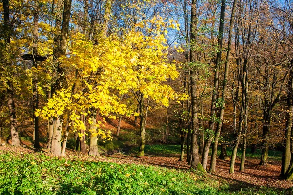 Bela Paisagem Florestal Dia Ensolarado Brilhante Outono — Fotografia de Stock