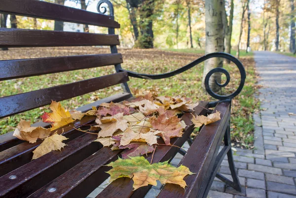 Foglie Acero Giallo Distese Una Panchina Del Parco Nella Soleggiata — Foto Stock