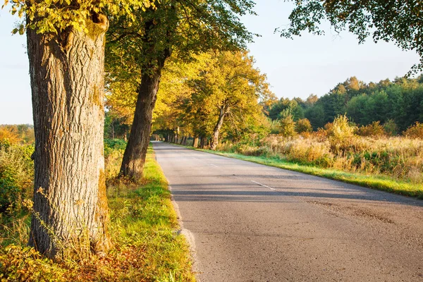 Strada asfaltata nel bosco — Foto Stock