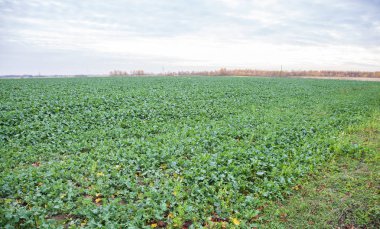 Olgun şalgam alanıyla