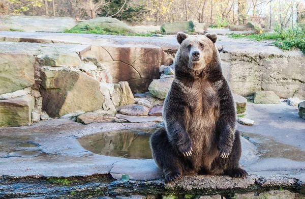 Bir şehir Hayvanat Bahçesi büyük boz ayı — Stok fotoğraf