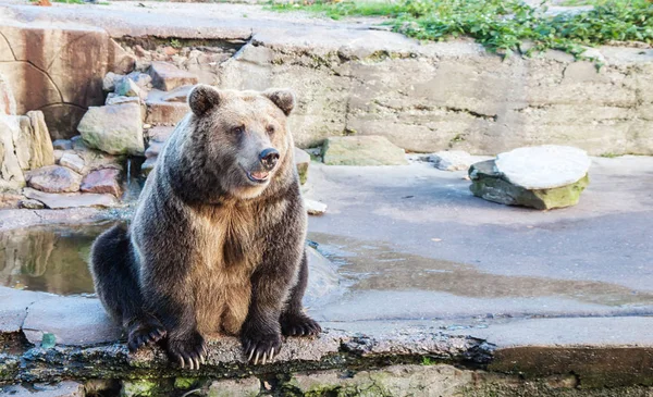 Grande orso bruno in uno zoo della città — Foto Stock