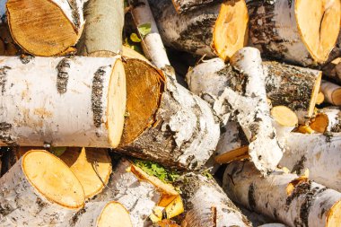 kıyılmış huş açık portre oturum