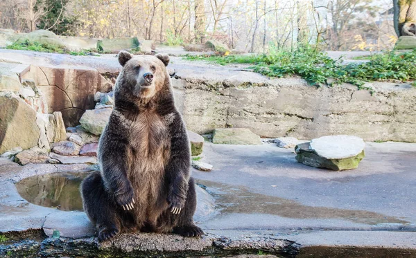 Velký medvěd hnědý v amsterdamské zoo — Stock fotografie