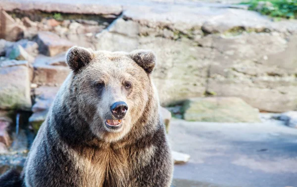Большой бурый медведь в городском зоопарке — стоковое фото