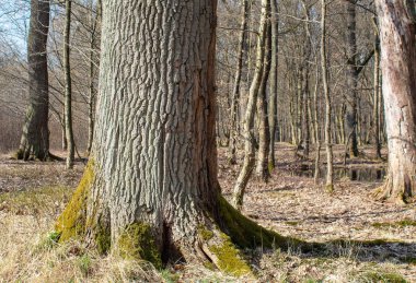 bahar ormanında büyük ağaç