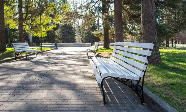 Benker på smuget i parken tidlig om morgenen – stockfoto