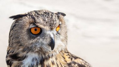 büyük kahverengi baykuş açık closeup
