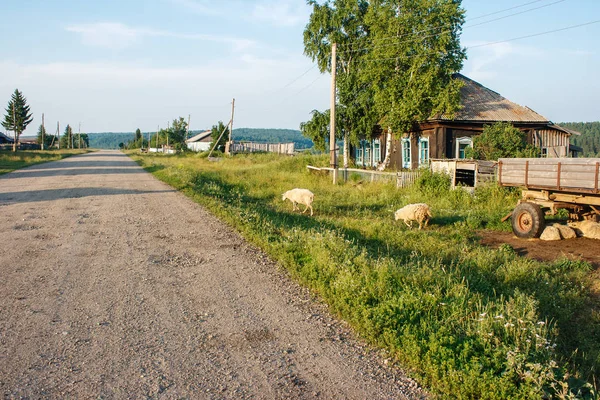 Koyun rus köyünde bir toprak yolda gidiyor — Stok fotoğraf